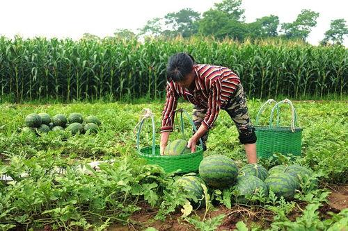 忙着吃瓜,揭秘娱乐圈的“吃瓜”风云