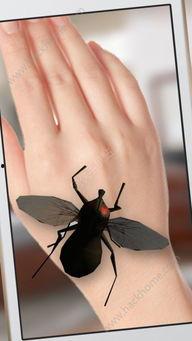 昆虫手机拍摄头条视频,手机镜头捕捉的自然奇观