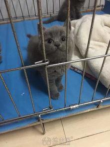 南昌宠物明星价格,价格揭秘，萌宠魅力一触即发