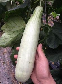 网红吃最近的瓜,揭秘幕后真相，带你走进网红世界风云变幻