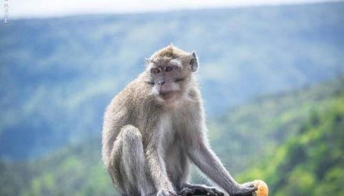 猴子最新爆料,猴子最新爆料，带你走进娱乐圈幕后真相