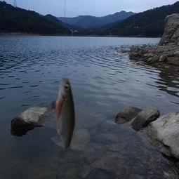 泗华溪网红,网红打卡地的魅力之旅