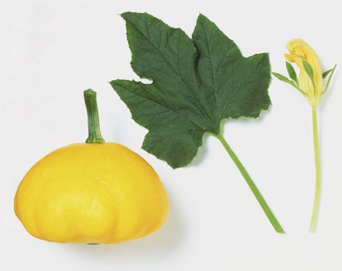 吃瓜叶有什么功效,揭秘吃瓜叶的神奇功效