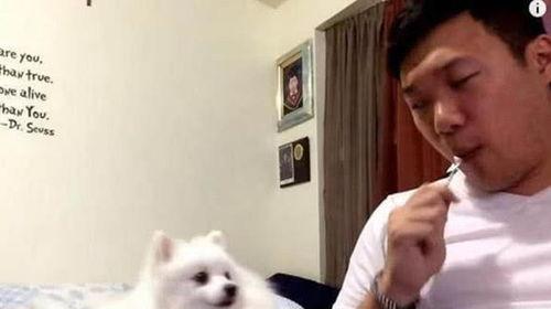 主人做吃瓜动作