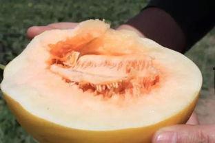 吃蜜瓜要打头吗,揭秘吃蜜瓜时的独特体验