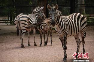 武汉动物园今日头条,探秘动物乐园，精彩瞬间不容错过！