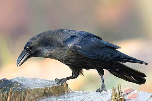 乌鸦吃瓜方法,揭秘智慧食客的独特饮食习惯