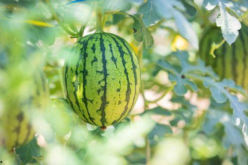 芍药瓜怎么吃最好吃,解锁最佳食用秘诀